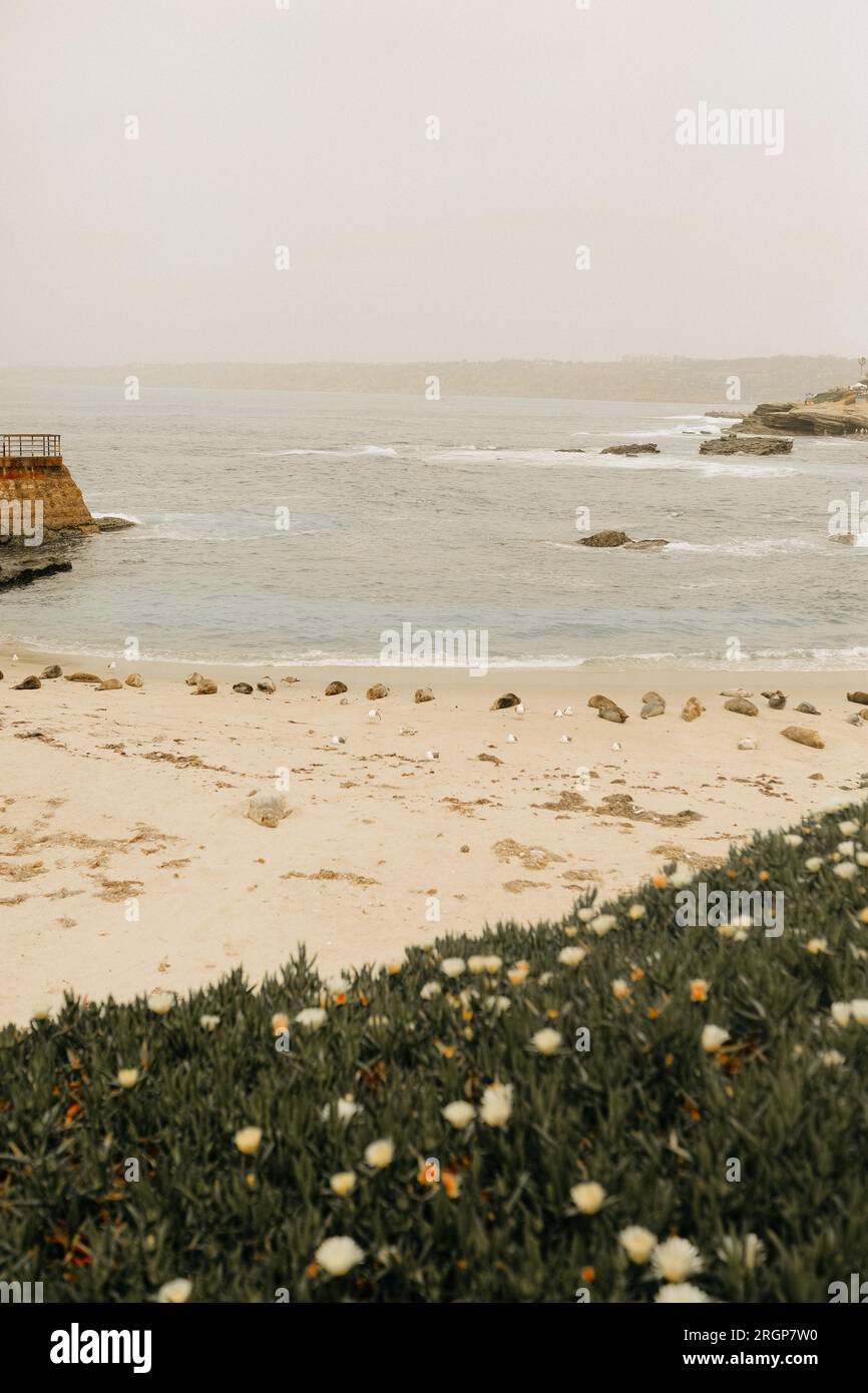 Seelöwen Sonnenbaden am Strand La Jolla Stockfoto