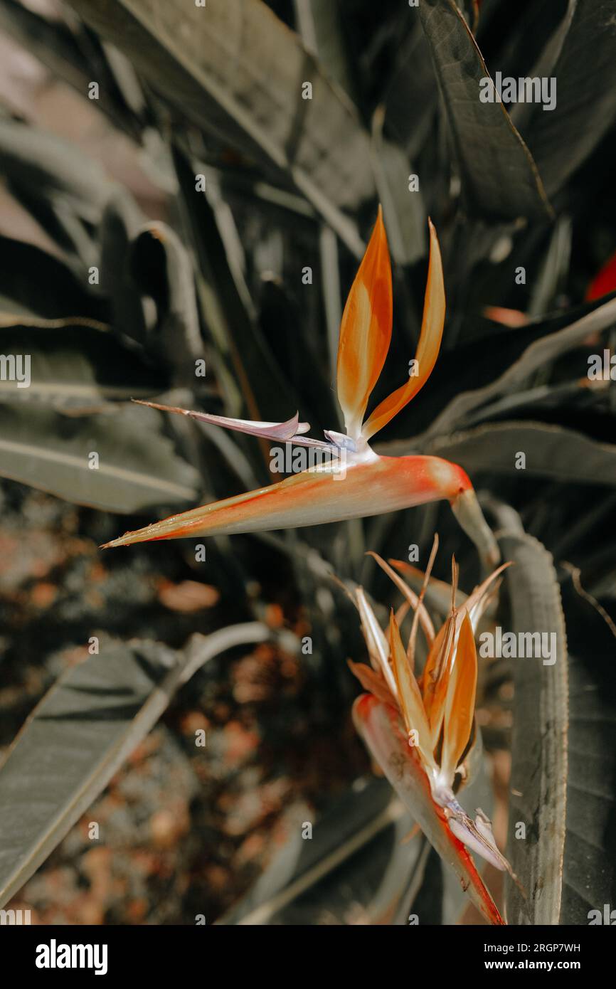 Blume des Paradiesvogel in Blüte Stockfoto