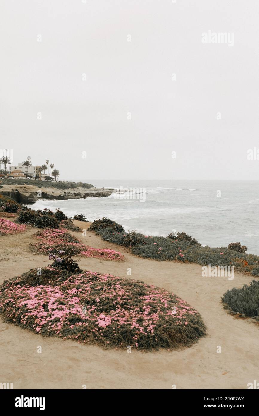 Rosa Blumen Wachsen Entlang La Jolla Stockfoto