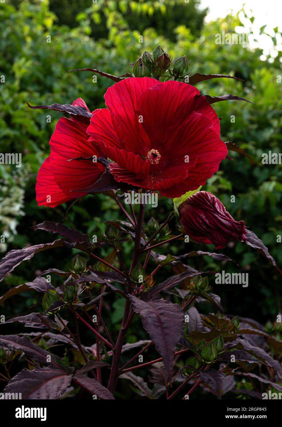Rote Blume in voller Blüte, Nahaufnahme Stockfoto