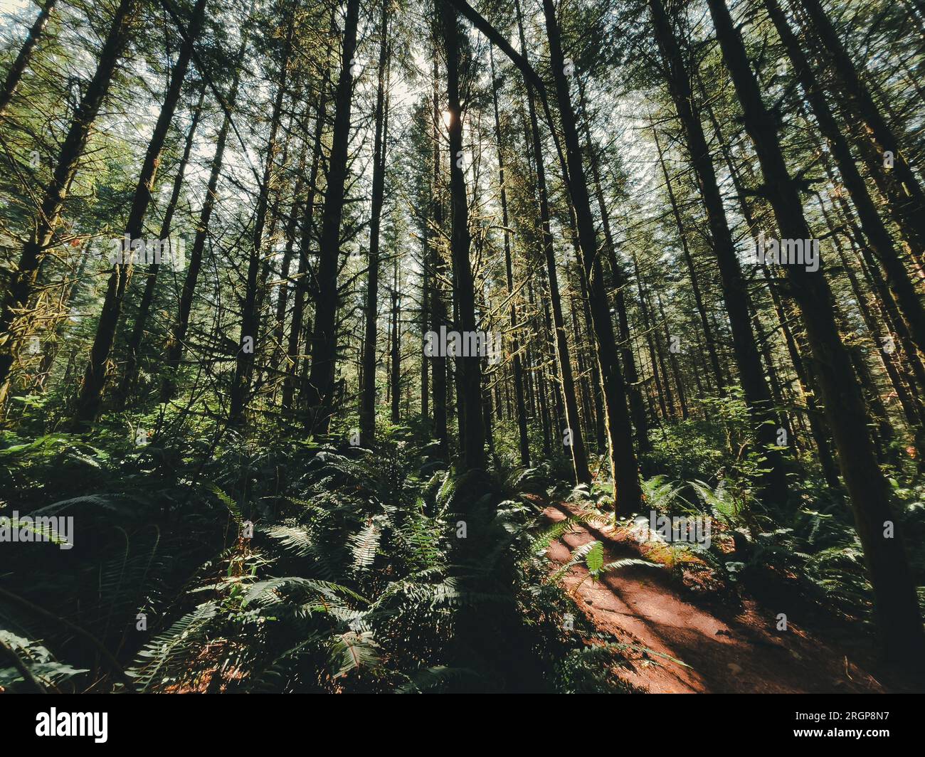 Majestätische Bäume umgeben die Fahrradwege am Galbraith Mountain Stockfoto