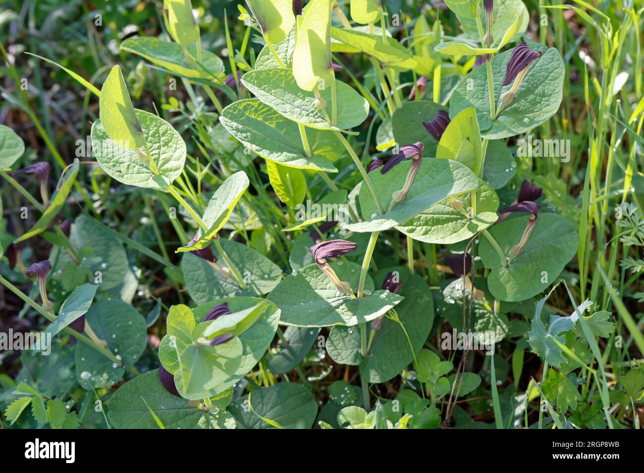 Rundblättrige Osterluzei, Knollige Osterluzei, Aristolochia rotunda, Schmierkraut, Rundblättrige Geburtswabe, L'aristoloche à feuilles rondes Stockfoto