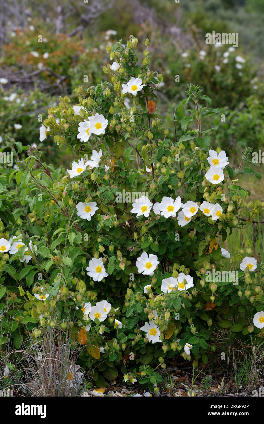 Salbeiblättrige Salbeiblättrige Zistrose, Cistrose, Cistrose, Zistrose, Cistus salviifolius, Salbei-leaved Rock - Rose, salvia Cistus, Gallipoli Rose, Roc Stockfoto