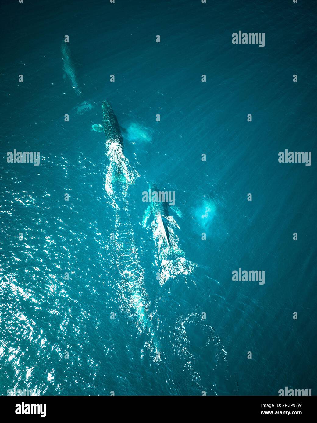 Wale schwimmen im Pazifischen Ozean nahe Baja California Stockfoto