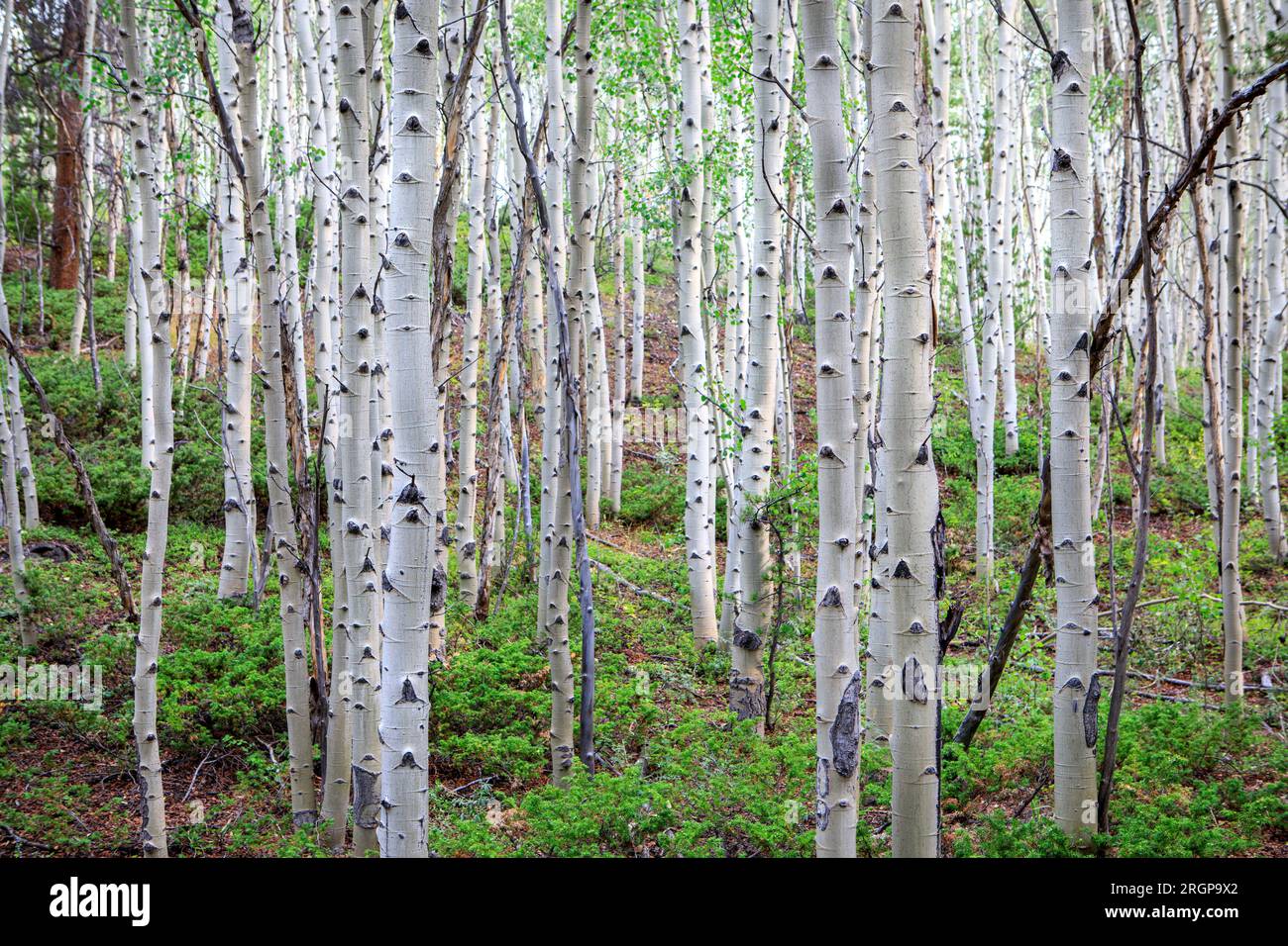 Aspen Trees im National Forest bei Leadville, CO. Stockfoto