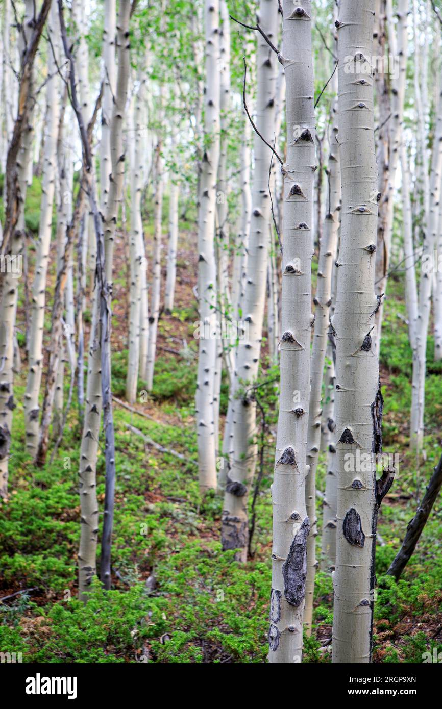 Aspen Trees im National Forest bei Leadville, CO. Stockfoto