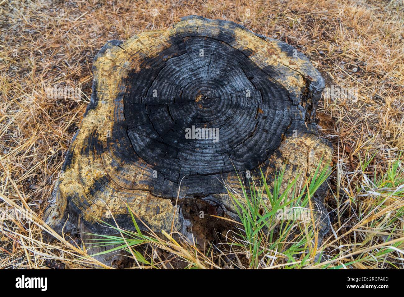 Alter Baumstumpf mit Löchern im Gras. Nahaufnahme. Stockfoto