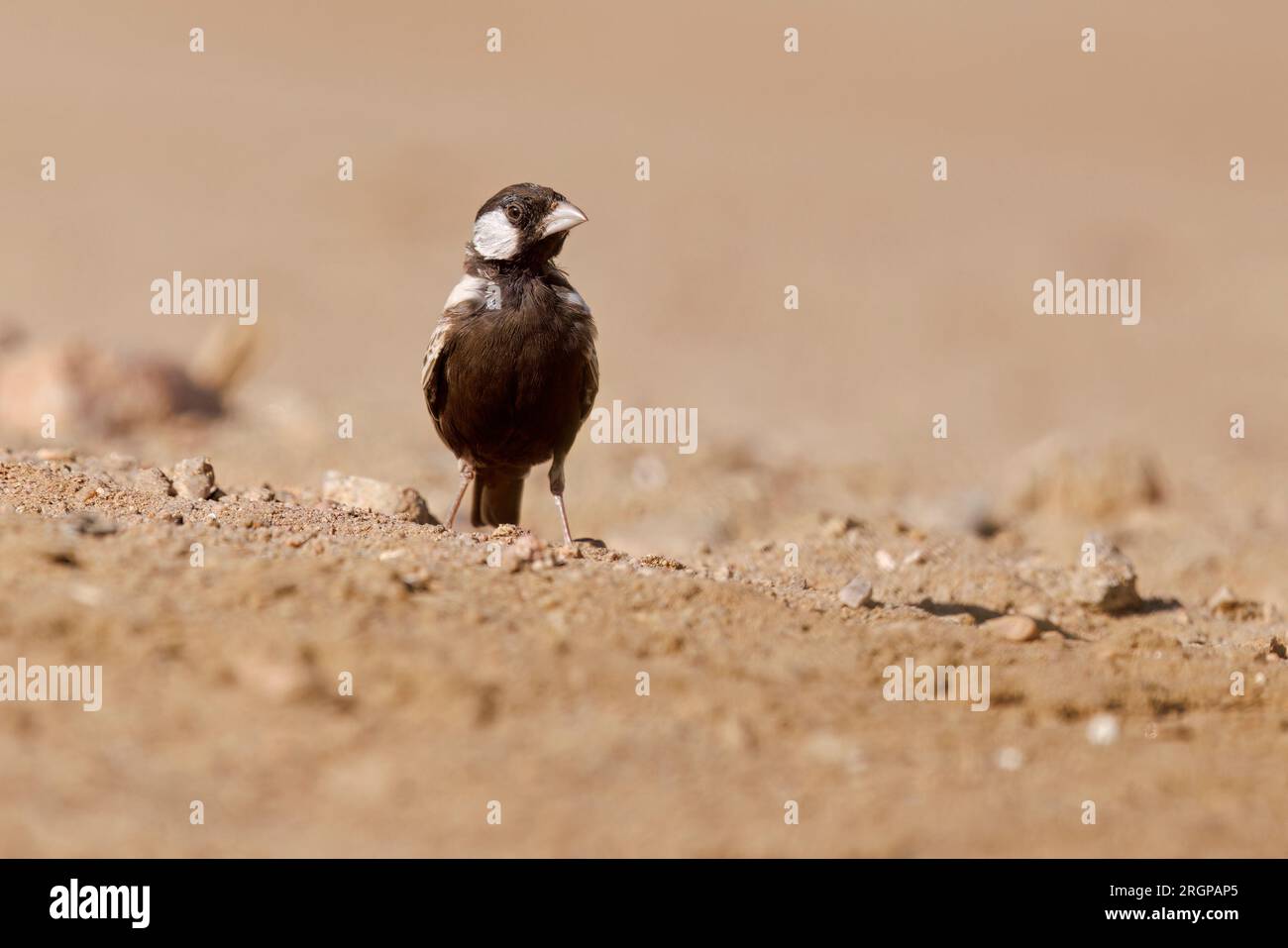 Gray-Backed Sparrow-Lark, Rooibank, Namibia, März 2023 Stockfoto