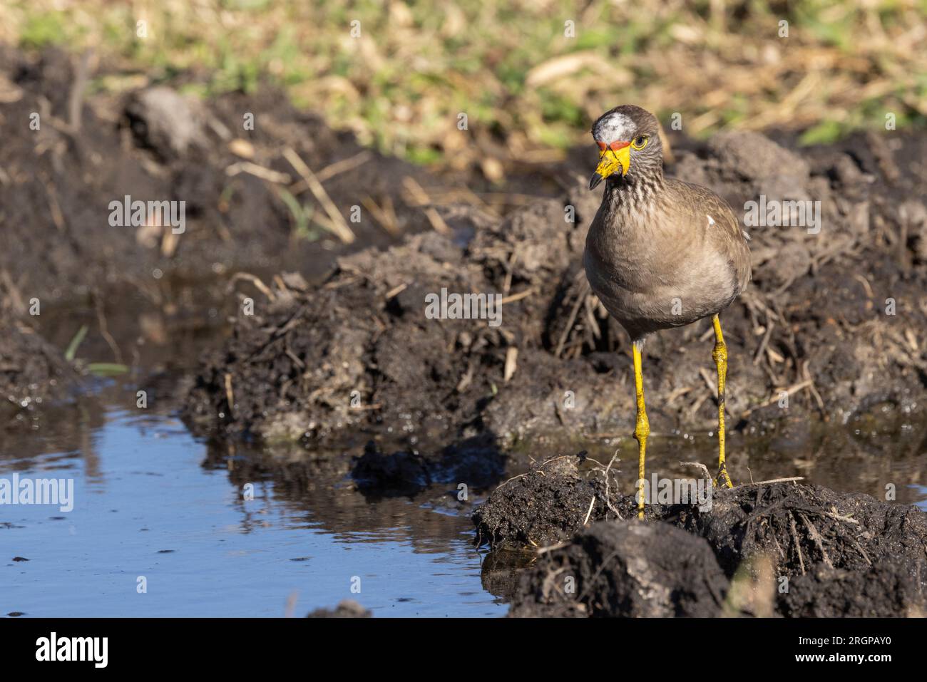 Ein afrikanischer verprügelter Lapwing weht an einem Wasserloch im Kruger-Nationalpark in Südafrika ins Wasser Stockfoto