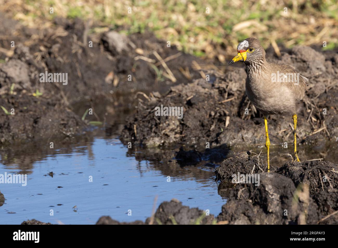 Ein Frontalblick auf einen Afrikaner, der in seinem natürlichen Lebensraum an einem Wasserloch im Kruger-Nationalpark, Südafrika, krachte Stockfoto