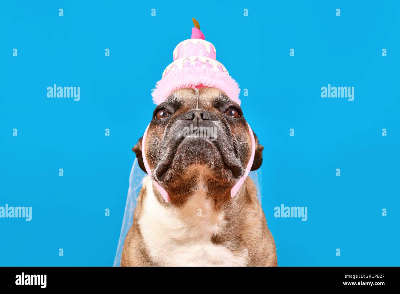 Französischer Bulldog mit Geburtstagsparty-Kuchenhut auf blauem Hintergrund Stockfoto