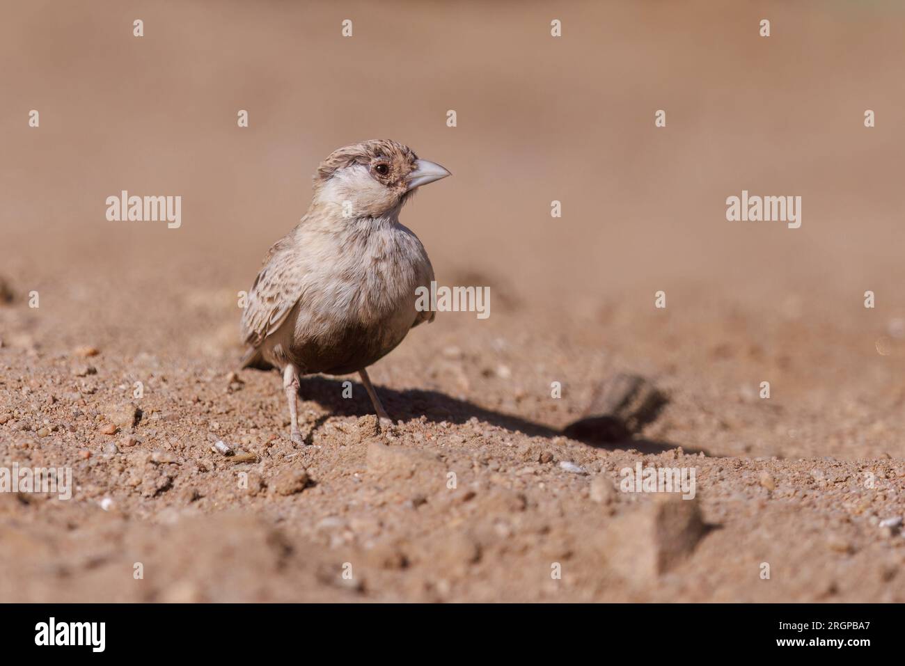 Gray-Backed Sparrow-Lark, Rooibank, Namibia, März 2023 Stockfoto