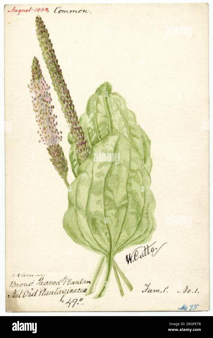 Broad Leaf Plantain - William Catto, 1. August 1902 von William Catto Stockfoto