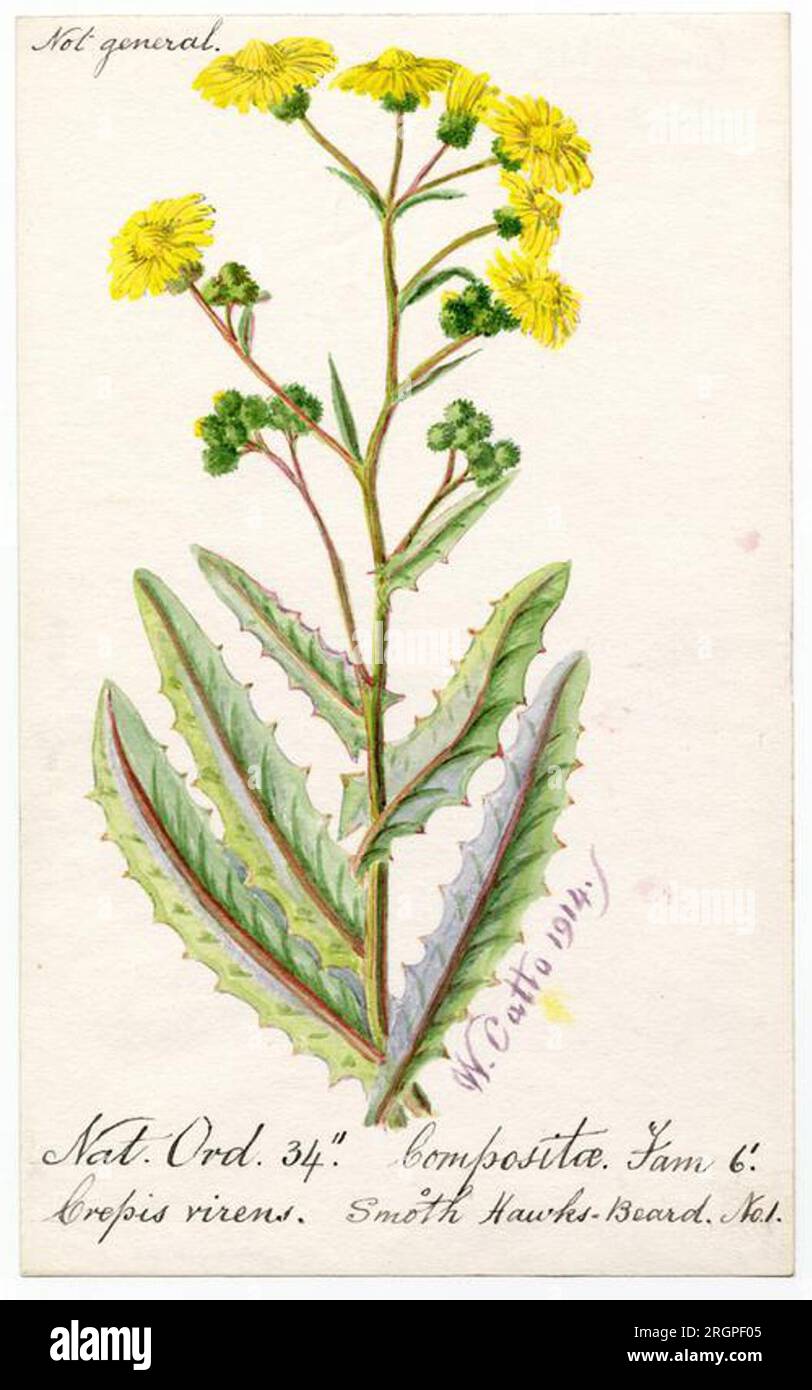 Smooth Hawks-Beard (Crepis capillaris) - William Catto 1914 von William Catto Stockfoto