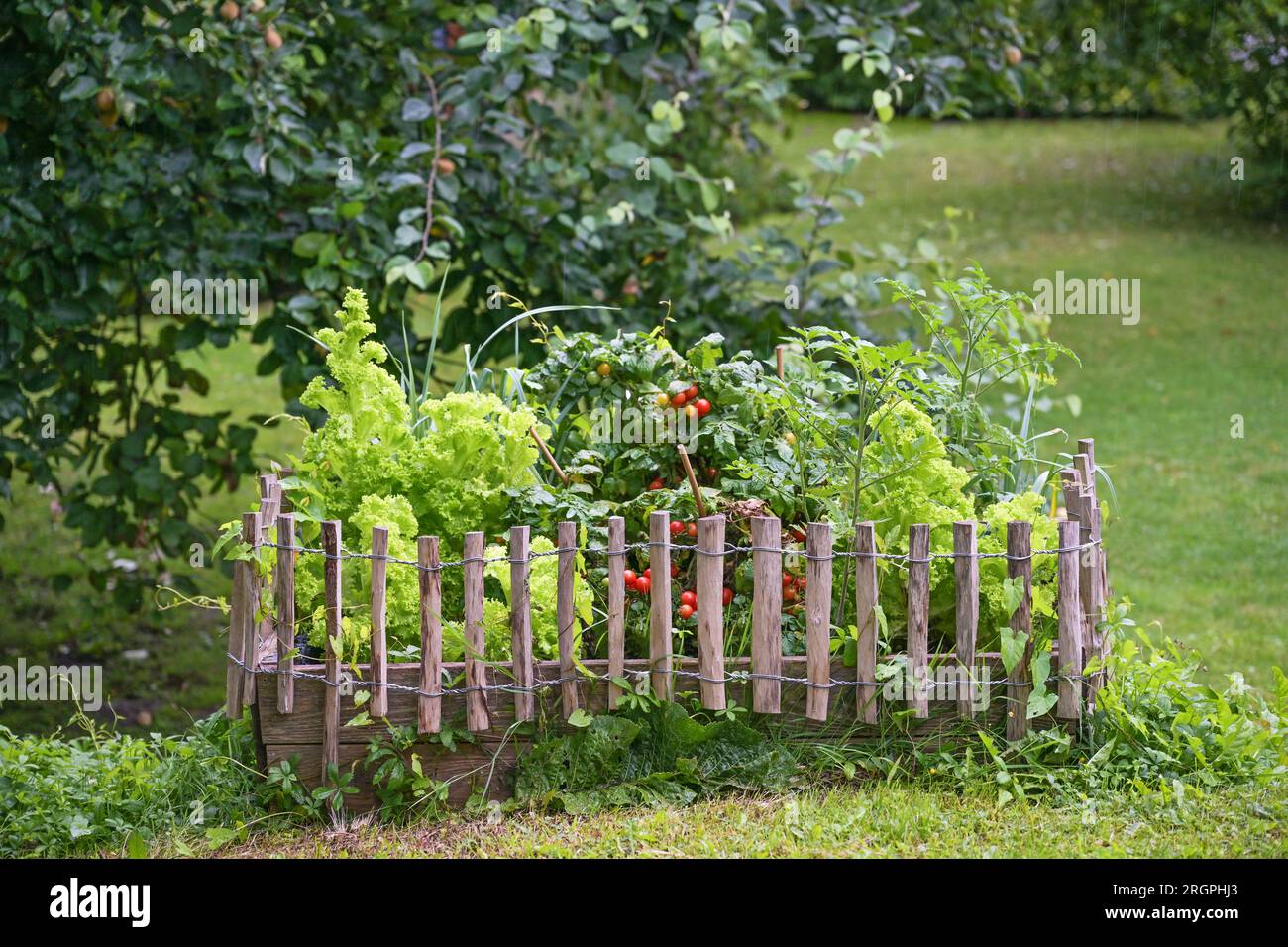 Hölzernes Gemüsebett mit Tomatenpflanzen und Salat, umrandet von einem kleinen Zaun in einem Landgarten, Kopierraum, ausgewählter Fokus, geringe Tiefe Stockfoto