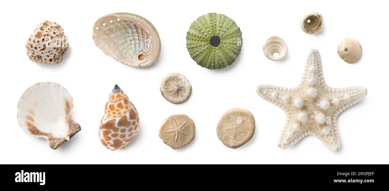 Strandspaß: Kleine Muscheln, Fossilienkorallen und Sanddollar, Puka Muscheln, Seeigel und weiße Seesterne, Ozean, Sommer und Urlaub Designelement Stockfoto