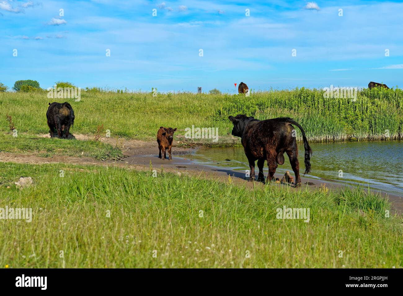 Galloway Rinder bei De Blauwe Kamer Wageningen Niederlande Stockfoto