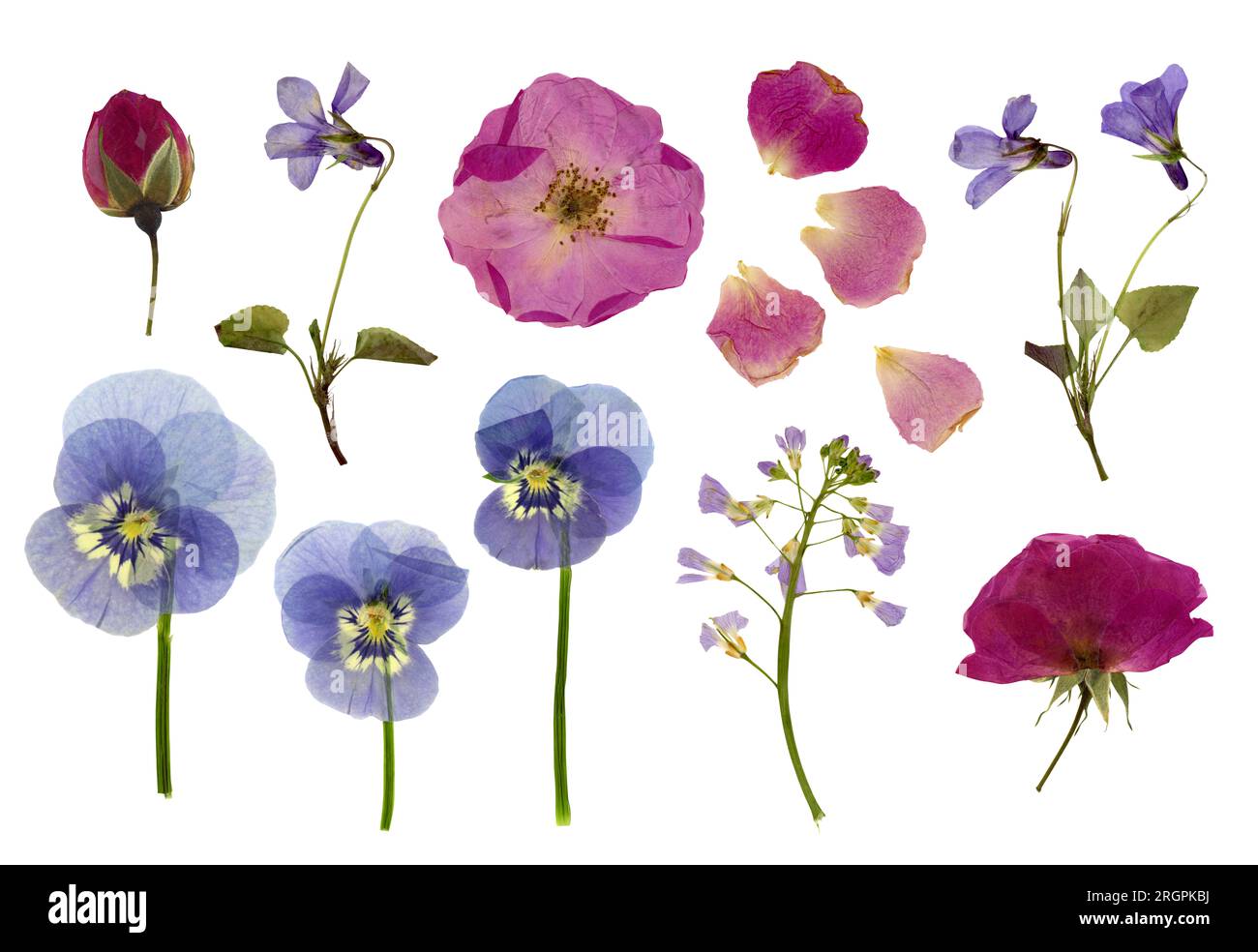 Gepresste Blumen, isoliert auf weißem Hintergrund, Rosen, Knospen und Blütenblätter, Veilchen, Schwänze und Kittel/Wiesenschaumkraut, Blumendesign-Elemente Stockfoto