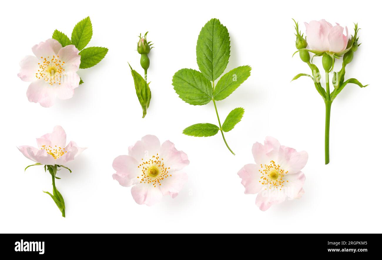 Zarte wilde Rosen, Blumen, Knospen und ein Blatt, isoliert auf weißem Hintergrund, ausgeschnittene romantische Wildblumen- oder Gartendesign-Elemente, Blick von oben Stockfoto