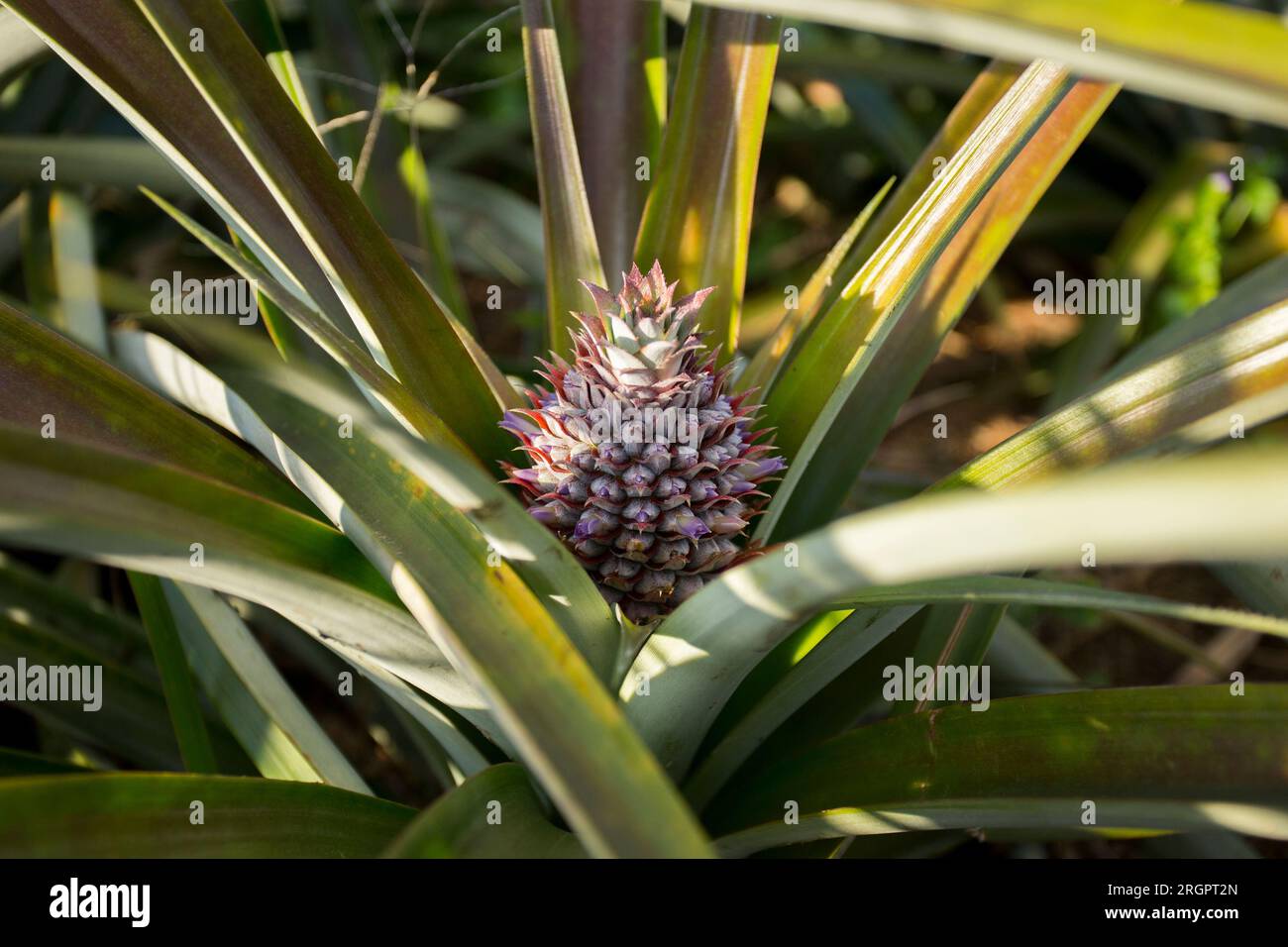 Bio-Ananasplantagen in den Bergen im Mae Taeng-Gebiet von ​​northern Chiang Mai, Thailand. Stockfoto