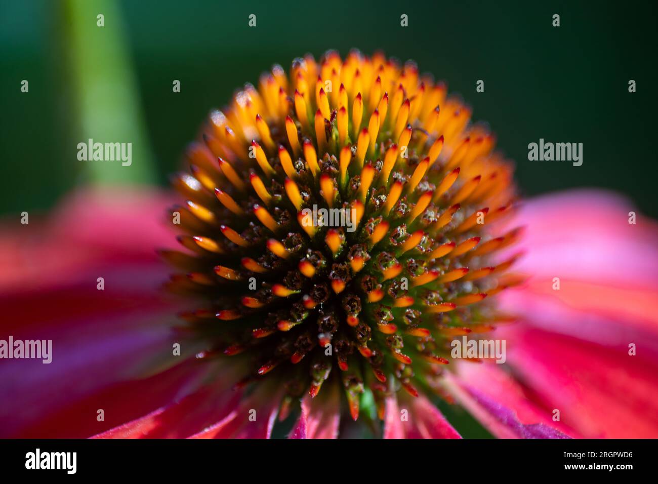 Salsa Red Coneflower Stockfoto