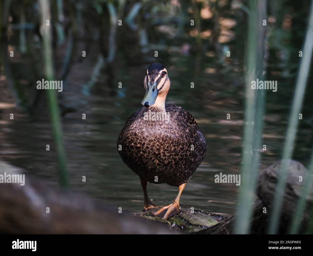 Eine Ente Taucht Auf Stockfoto