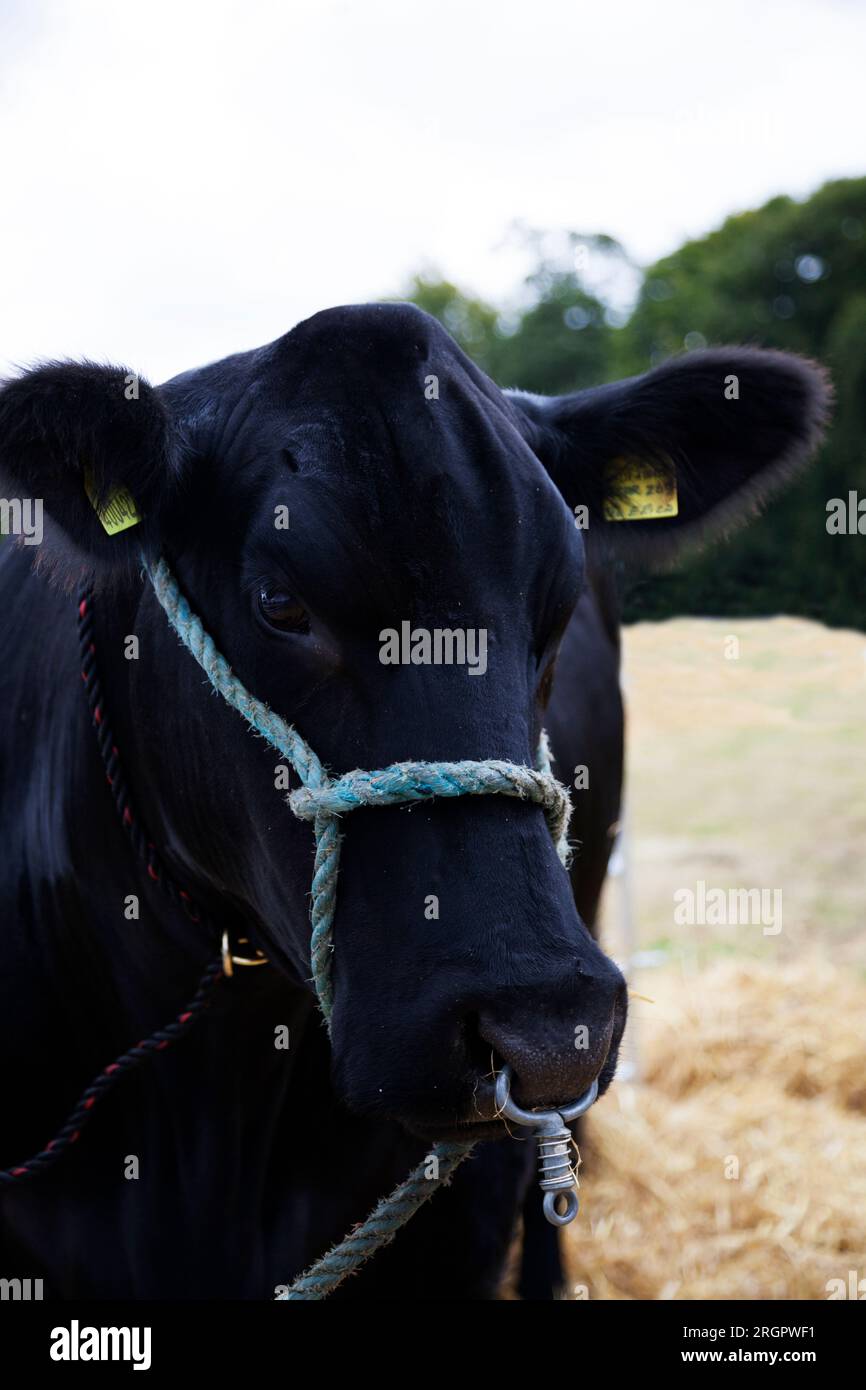 Aberdeen Angus Bull bei der Duns County Show, Berwickshire, Schottland Stockfoto