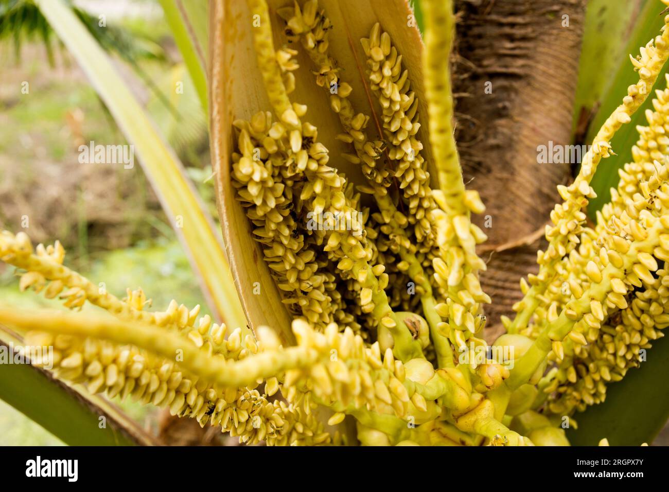 Kokosnüsse auf einem Kokosnussbaum auf einem Bio-Bauernhof in der Provinz Samut Songkram in Thailand. Stockfoto