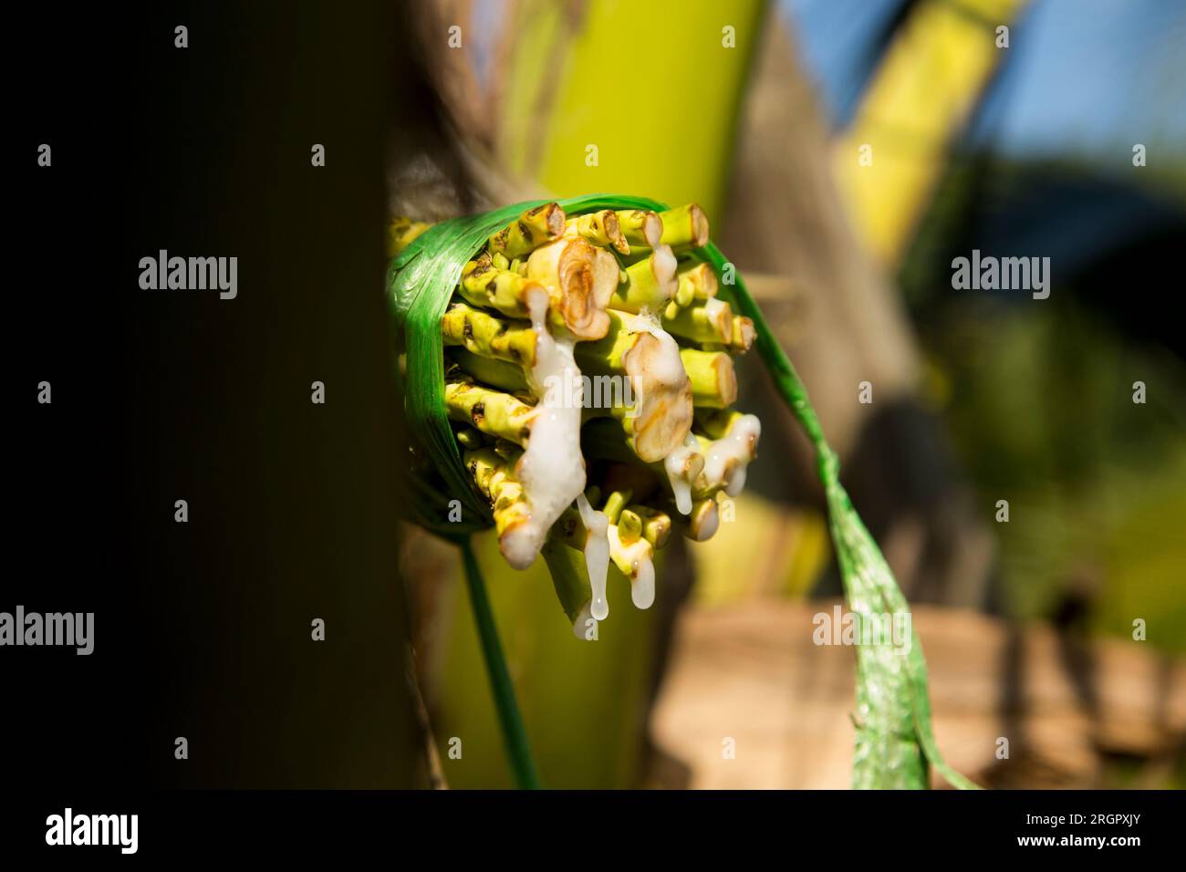 kokosnusssaft wird von der Kokospalme mit einem Zapfer gesammelt. Es handelt sich um einen manuell intensiven Prozess zur Unterstützung lokaler Gemeinschaften. Stockfoto