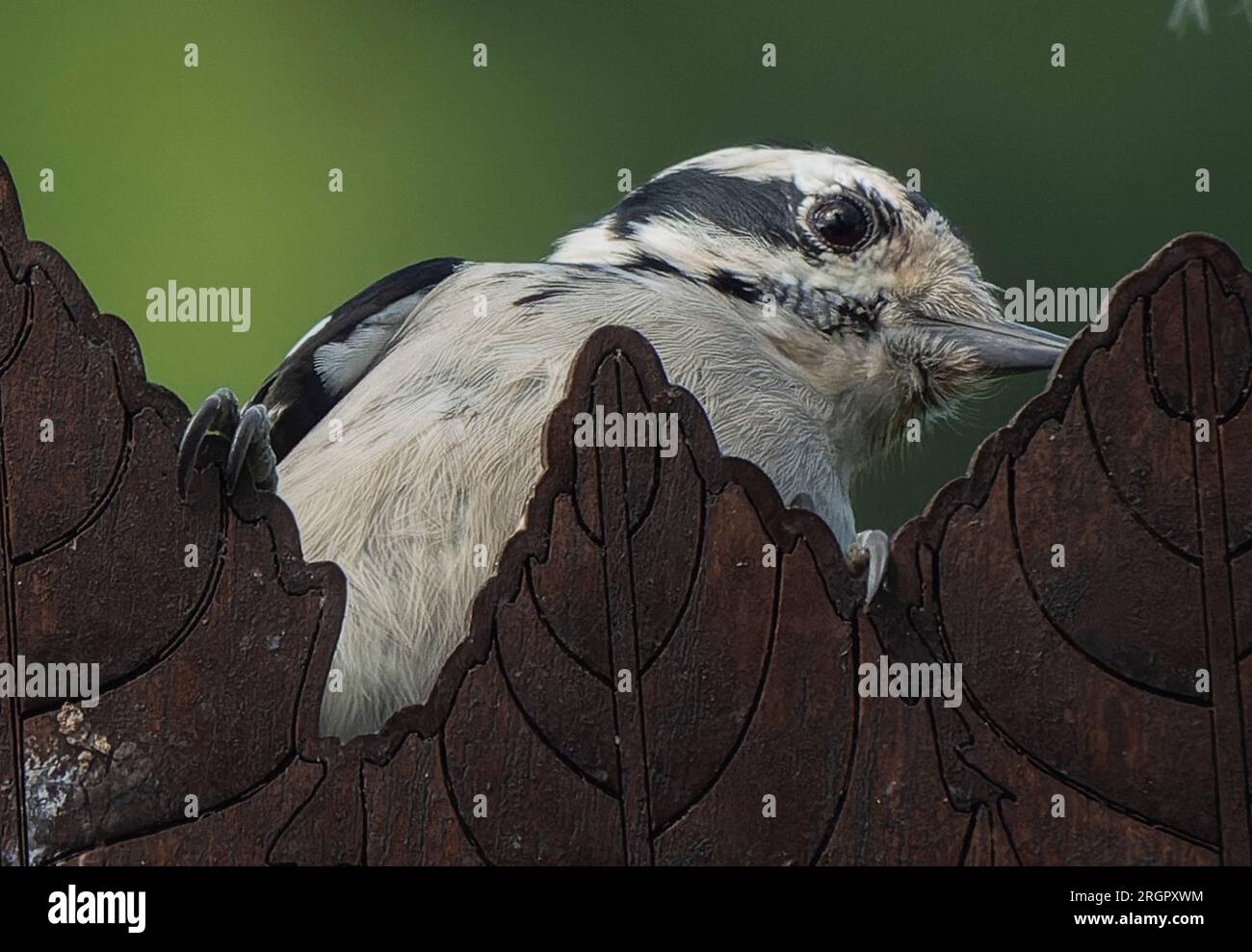 Ein Woodpecker kommt an Deck an Stockfoto