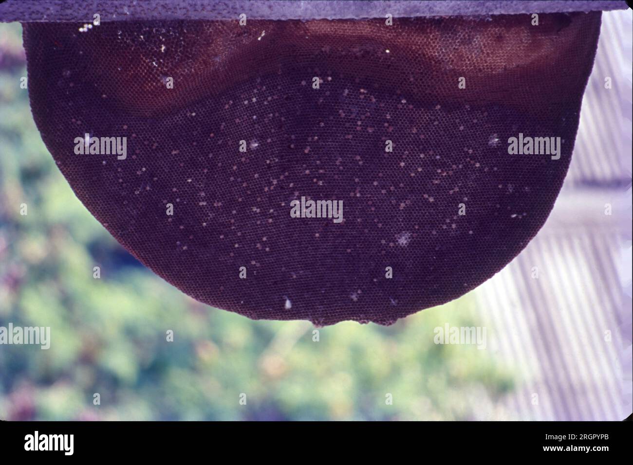 HONY Comb & Honeybee, eine Gruppe von Insekten aus der Familie der Apidae, die im weitesten Sinne alle Bienen umfasst, die Honig herstellen. Alle Honigbienen sind gesellig. Eine Honigbiene ist ein eusoziales fliegendes Insekt innerhalb der Gattung APIs der Bienenklade, die alle auf dem Festland Afro-Eurasiens heimisch sind. Herstellung und Lagerung von Honig oder Flüssigzucker sowie Bau beeindruckend großer Nester unter Verwendung von Wachs, das von Arbeitern in einer bestimmten Kolonie abgesondert wird. Stockfoto