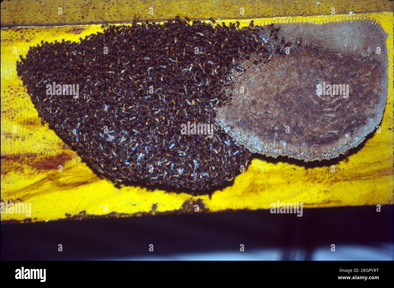 HONY Comb & Honeybee, eine Gruppe von Insekten aus der Familie der Apidae, die im weitesten Sinne alle Bienen umfasst, die Honig herstellen. Alle Honigbienen sind gesellig. Eine Honigbiene ist ein eusoziales fliegendes Insekt innerhalb der Gattung APIs der Bienenklade, die alle auf dem Festland Afro-Eurasiens heimisch sind. Herstellung und Lagerung von Honig oder Flüssigzucker sowie Bau beeindruckend großer Nester unter Verwendung von Wachs, das von Arbeitern in einer bestimmten Kolonie abgesondert wird. Stockfoto