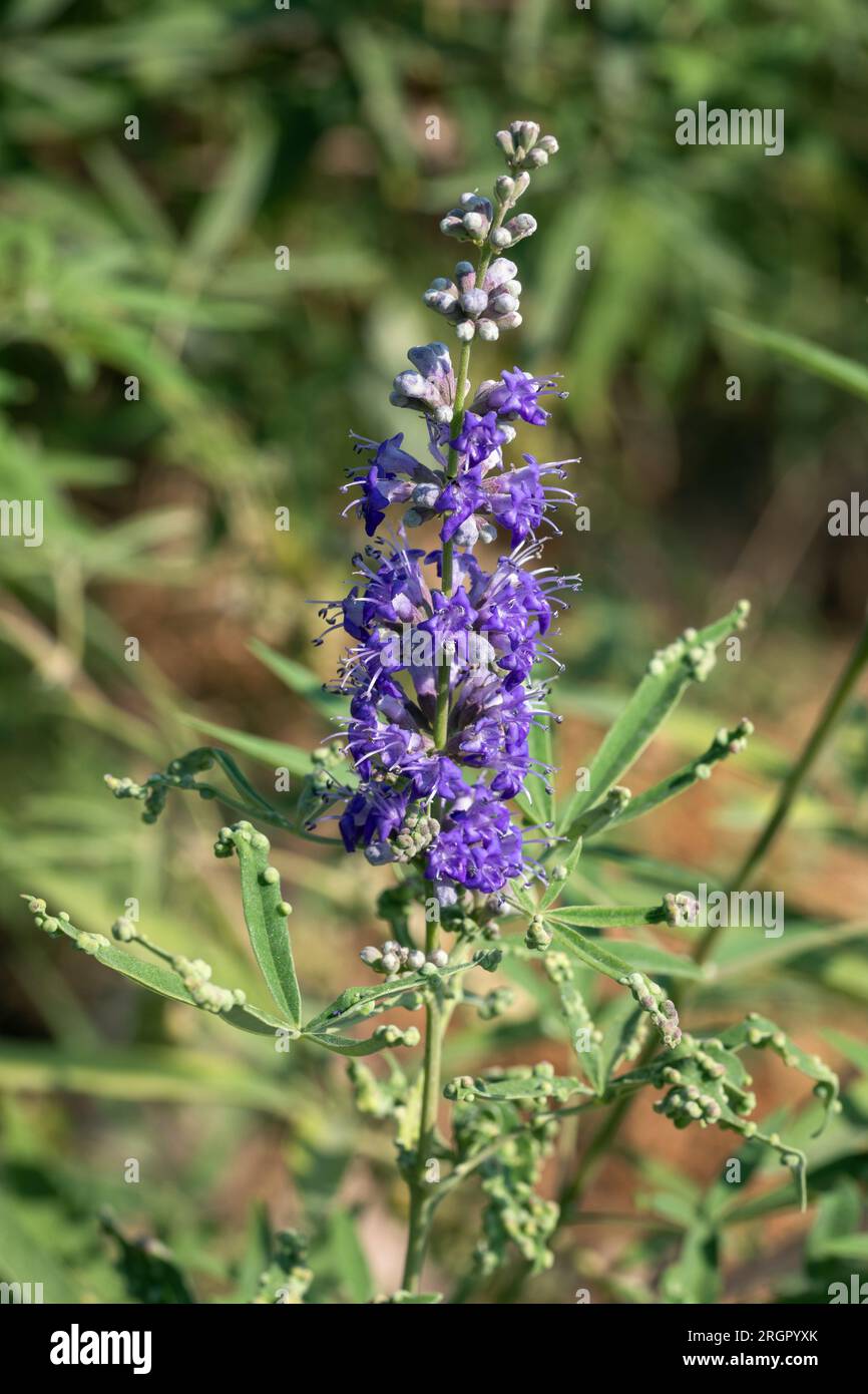 Agnus castus-Blüten (Vitex agnus-castus) Stockfoto