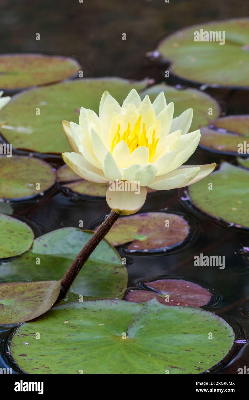 Wasserlilie mehrere blassgelbe, spitze Blüten Gelb Stämme violetter Stiel und flache schwimmende grüne und lilafarbene Lilienblätter. Hochformat Stockfoto