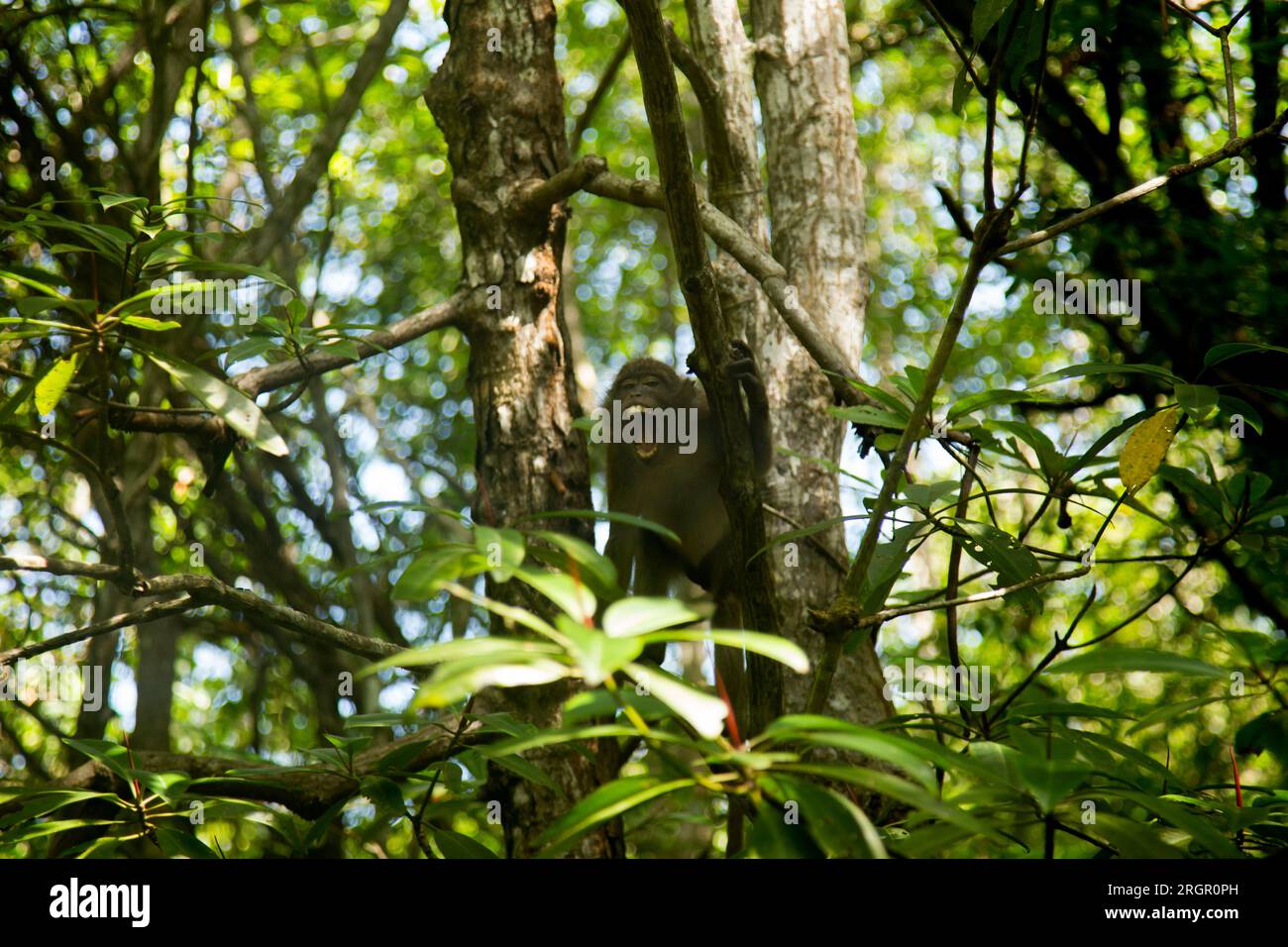 Kleine Affen in einem Mangrovenwald auf der Insel Ko Yao im Süden Thailands. Stockfoto
