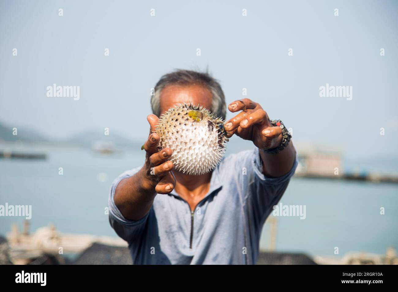 Fischer zeigt einen aufgeblasenen Pufferfisch auf der Insel Ko Yao im Süden Thailands. Stockfoto