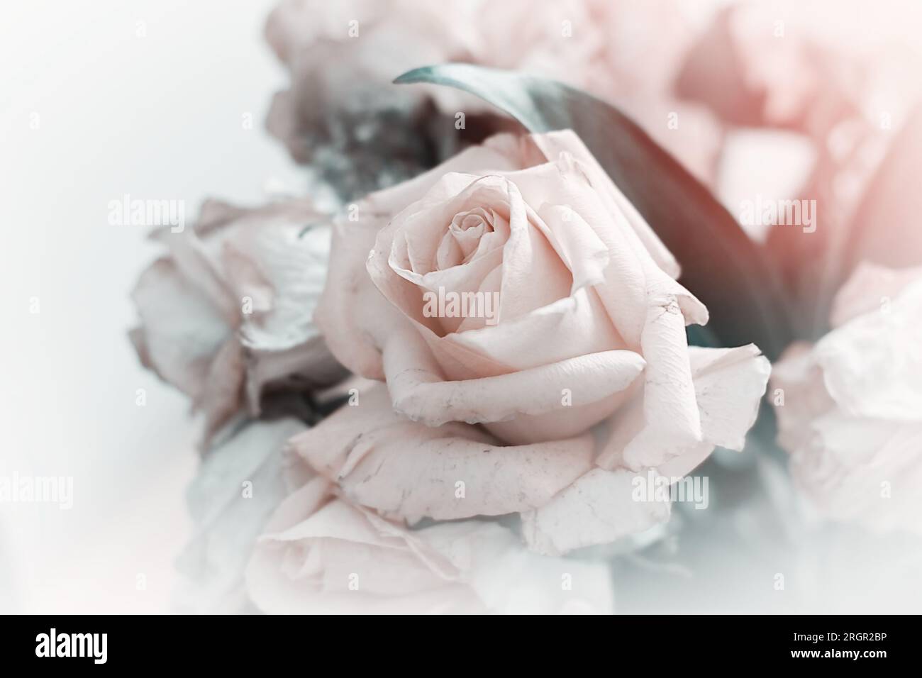 Sanfte Pastelltöne von Rosen in einem Bouquet mit hellen Rändern für Hintergründe und Verbundstoffe Stockfoto