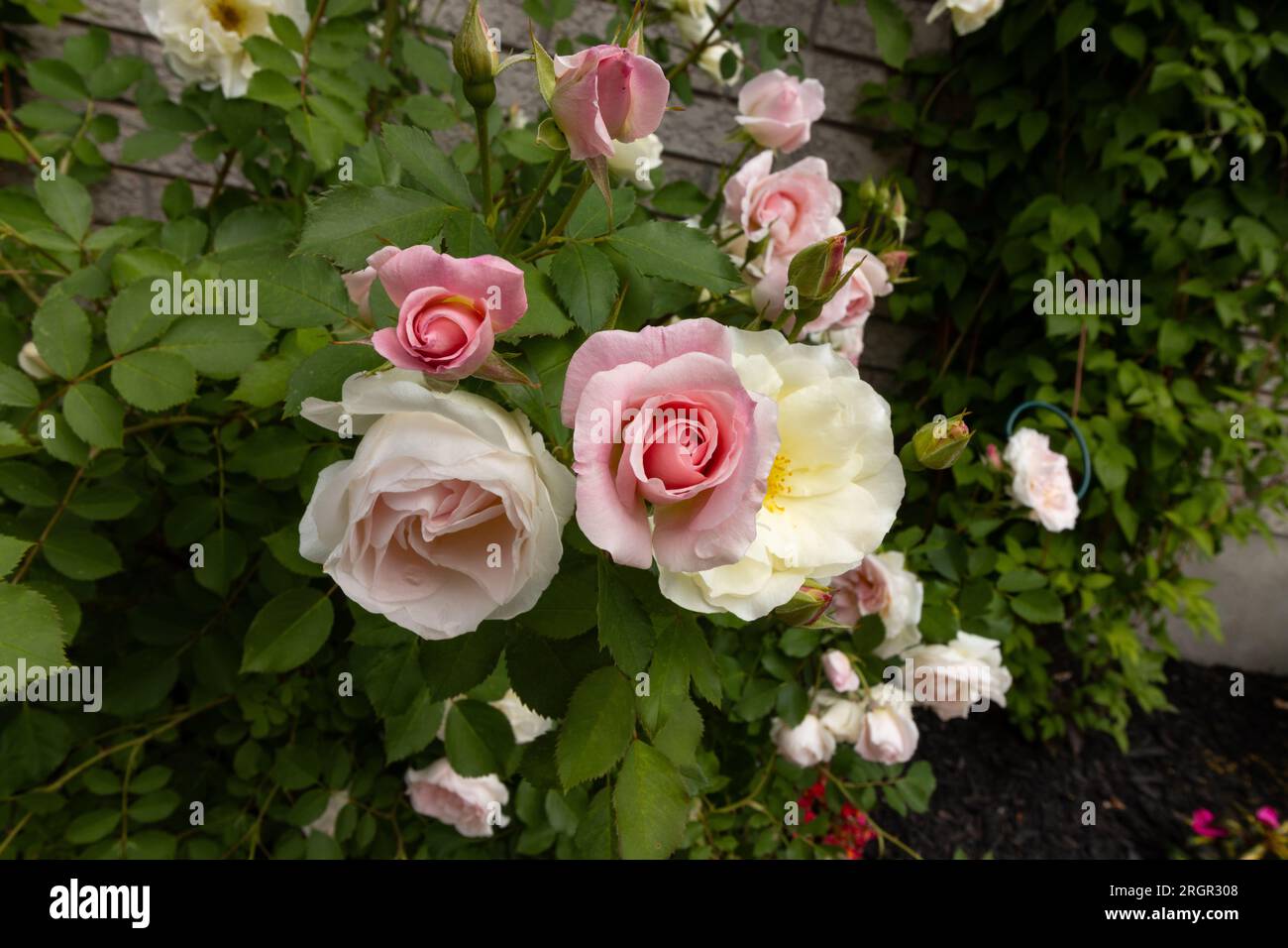 Eine Gruppe von rosa Rosen, die im Frühsommer blühen Stockfoto