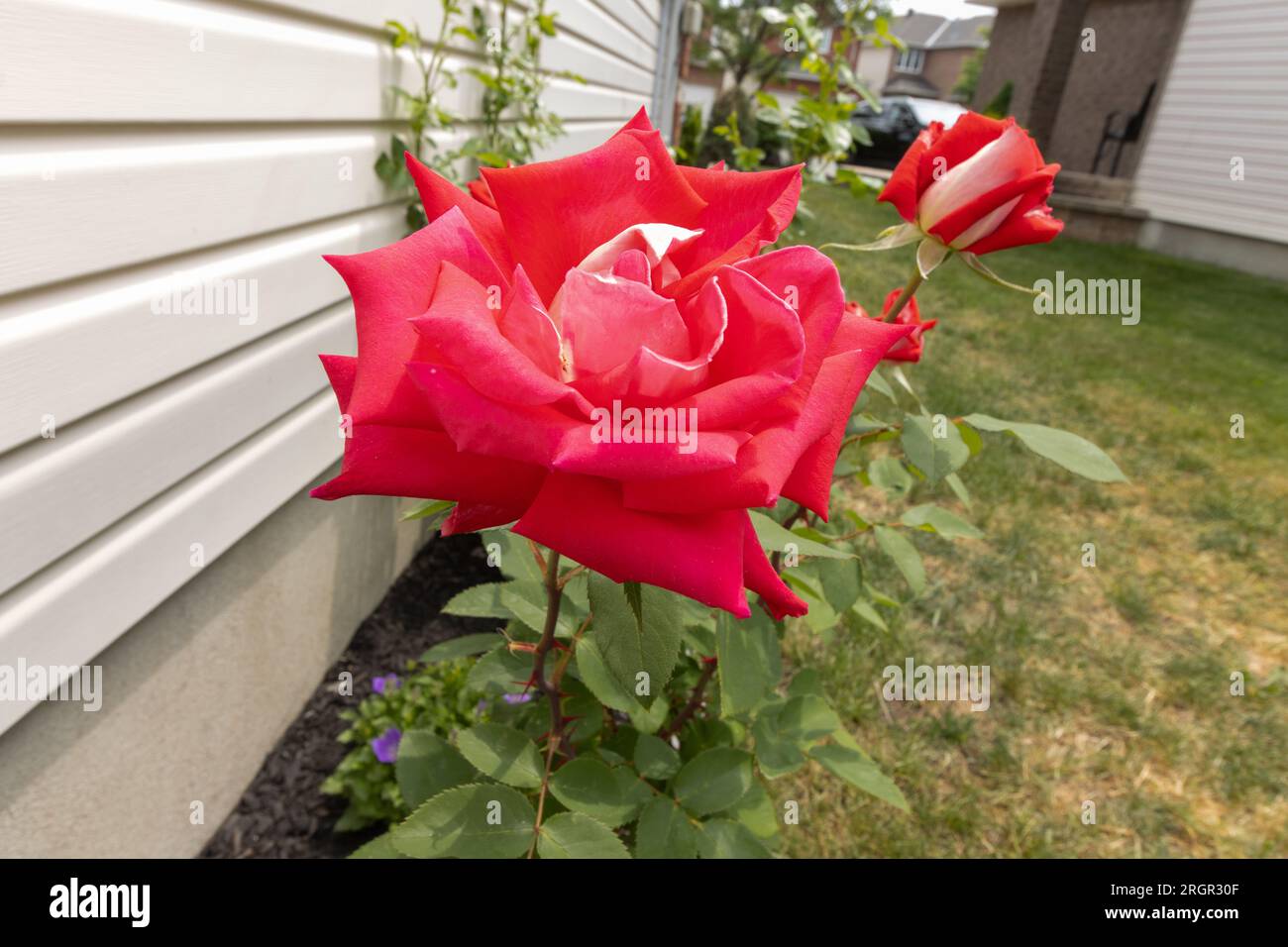 Rote Rose im Garten mit geometrisch geformten Blütenblättern Stockfoto