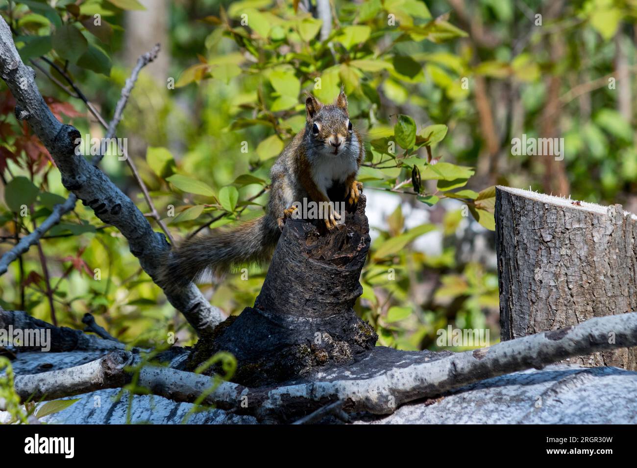Ein rotes Eichhörnchen sitzt auf einem Stumpf und blickt neugierig nach vorne Stockfoto