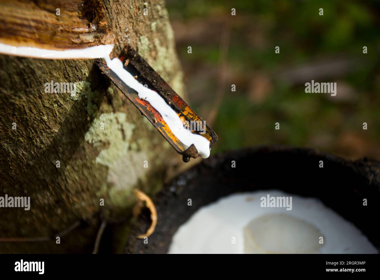 Gummibaumwald-Bio-Plantage auf der Insel Ko Yao in Südthailand. Stockfoto