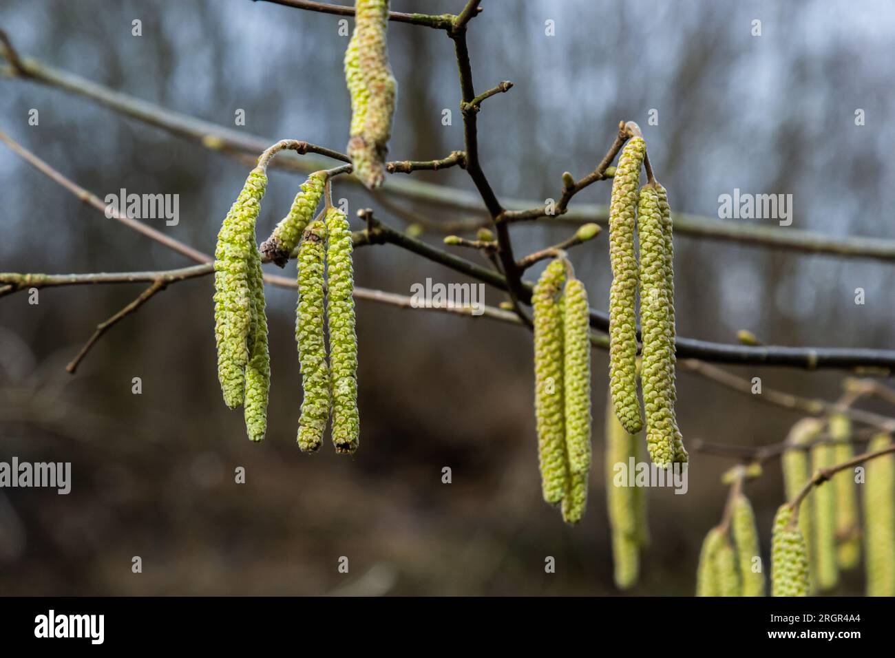 Gemeine Hasel Corylus avellana, im Frühling blüht im Wald. Stockfoto