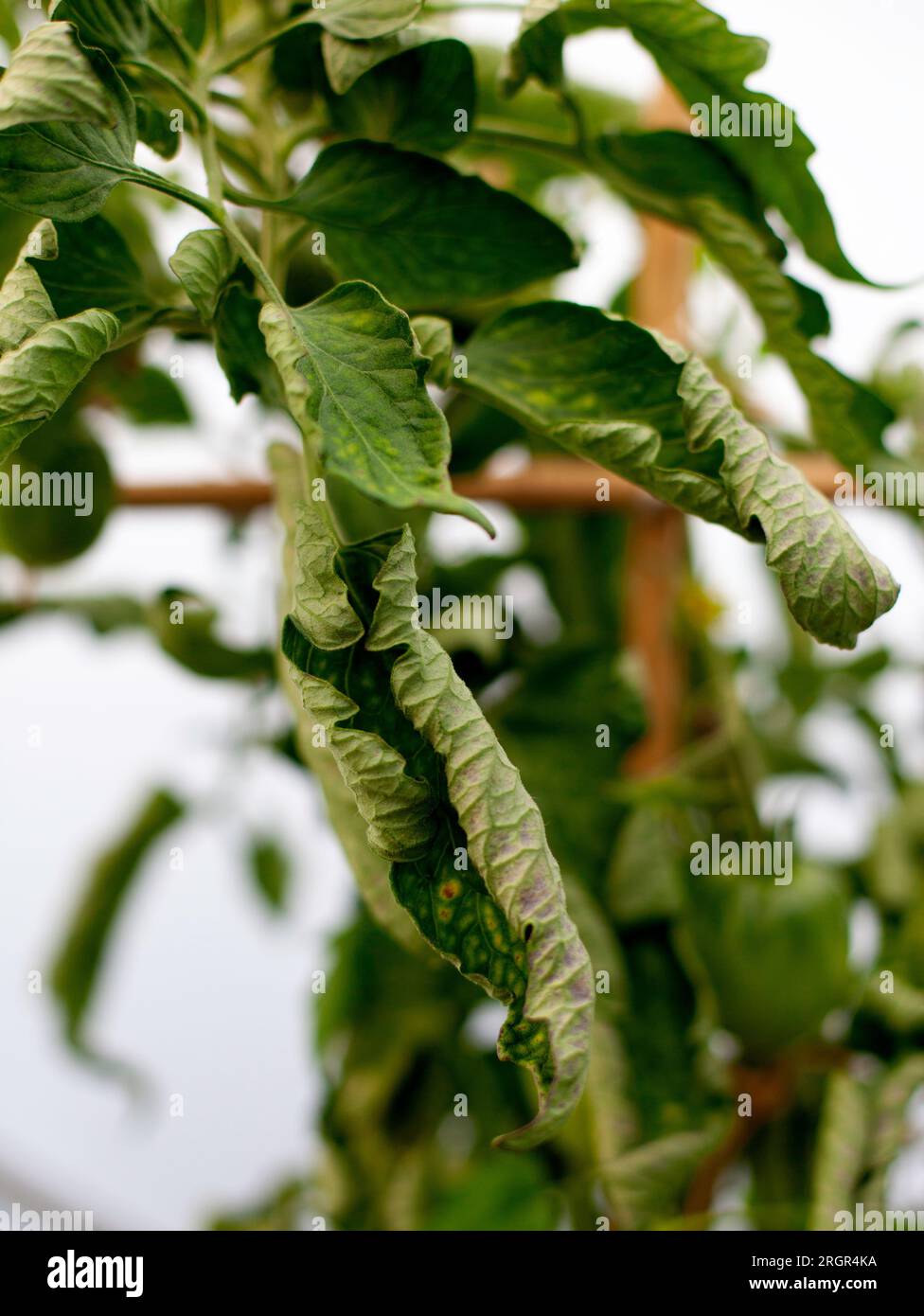 Tomate Tigerella Leaf Curl Stockfoto