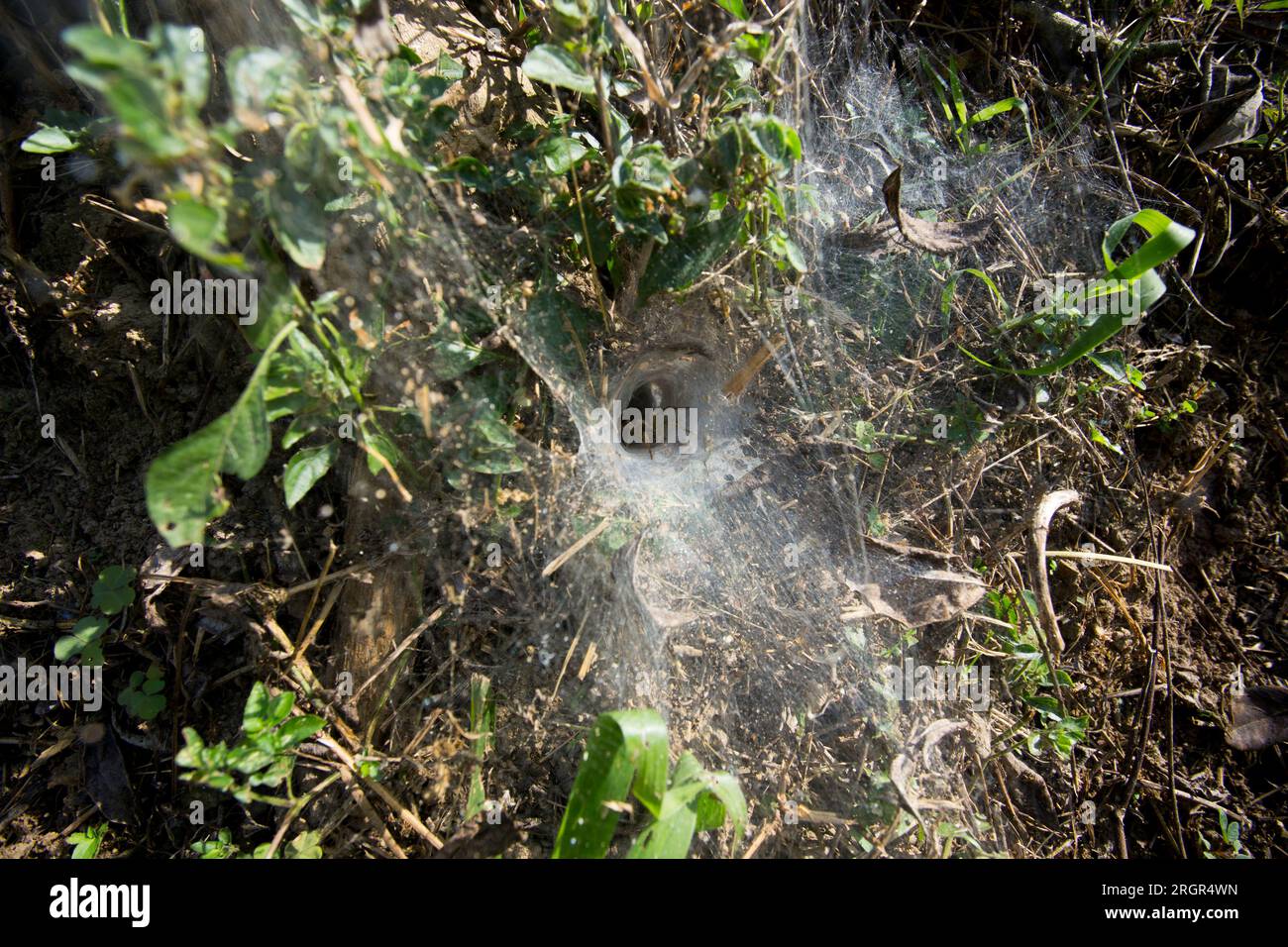 Spinnennest mit dickem Spinnennetz in einem Wald in Chiang Mai in Thailand. Stockfoto