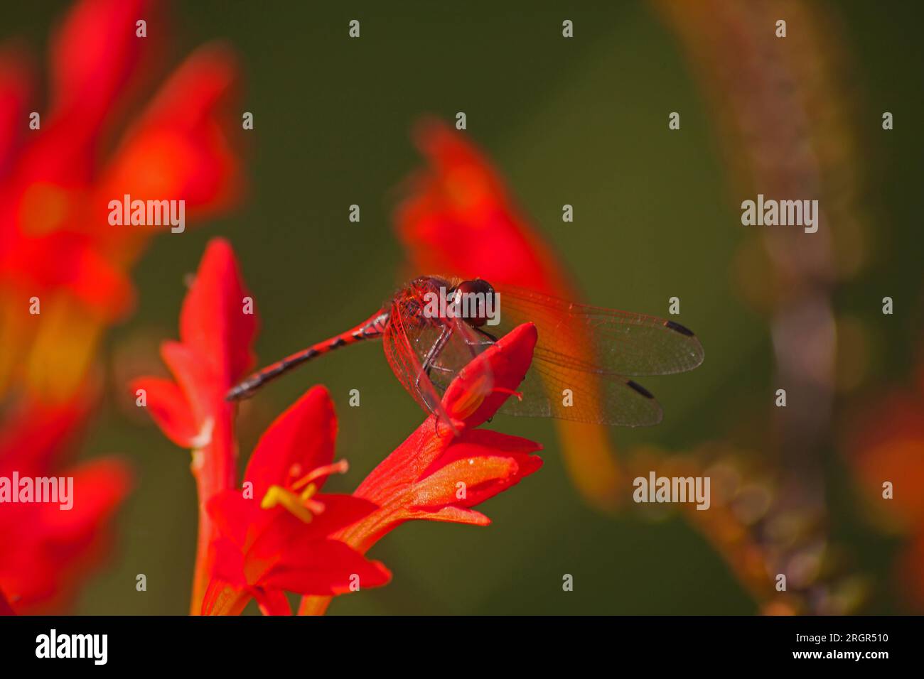 Rot-venöse Dropwing Trithemis arteriosa 14219 Stockfoto