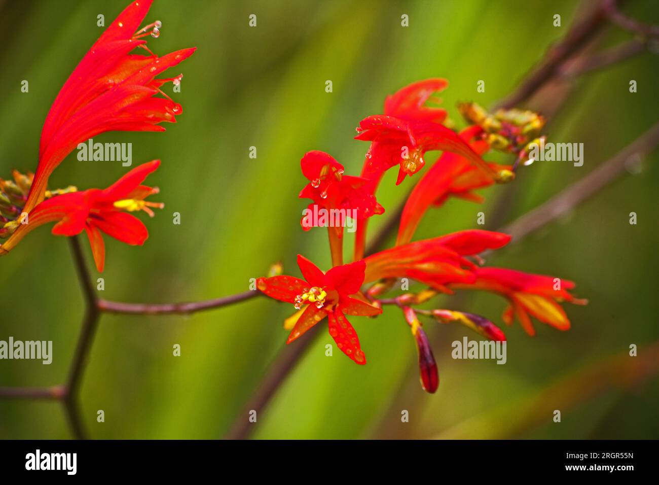 Swan Crocosmia Crocosmia masoniorum 14082 Stockfoto