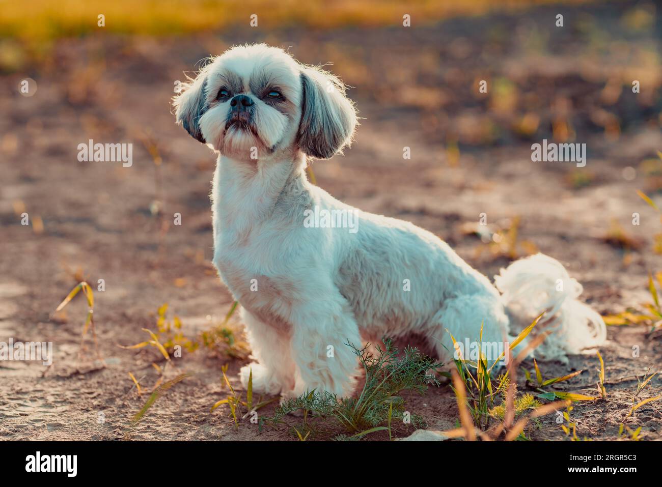 Shih-Tzu-Hund im Herbst auf dem Feld Stockfoto