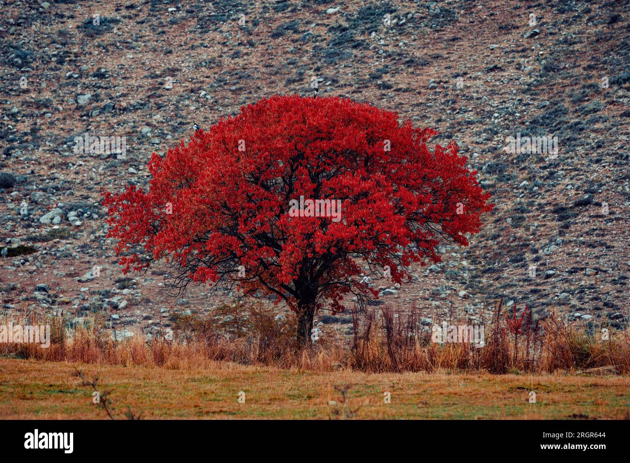 Wunderschöner Baum mit leuchtend rotem Laub, Herbstlandschaft Stockfoto