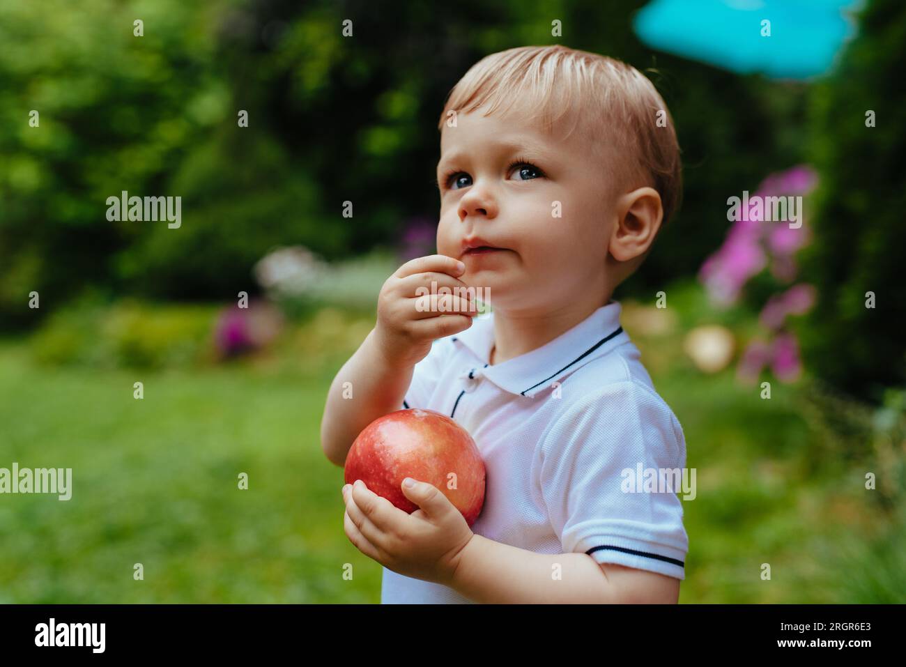 Ein Kind mit einem großen roten Apfel im Garten Stockfoto