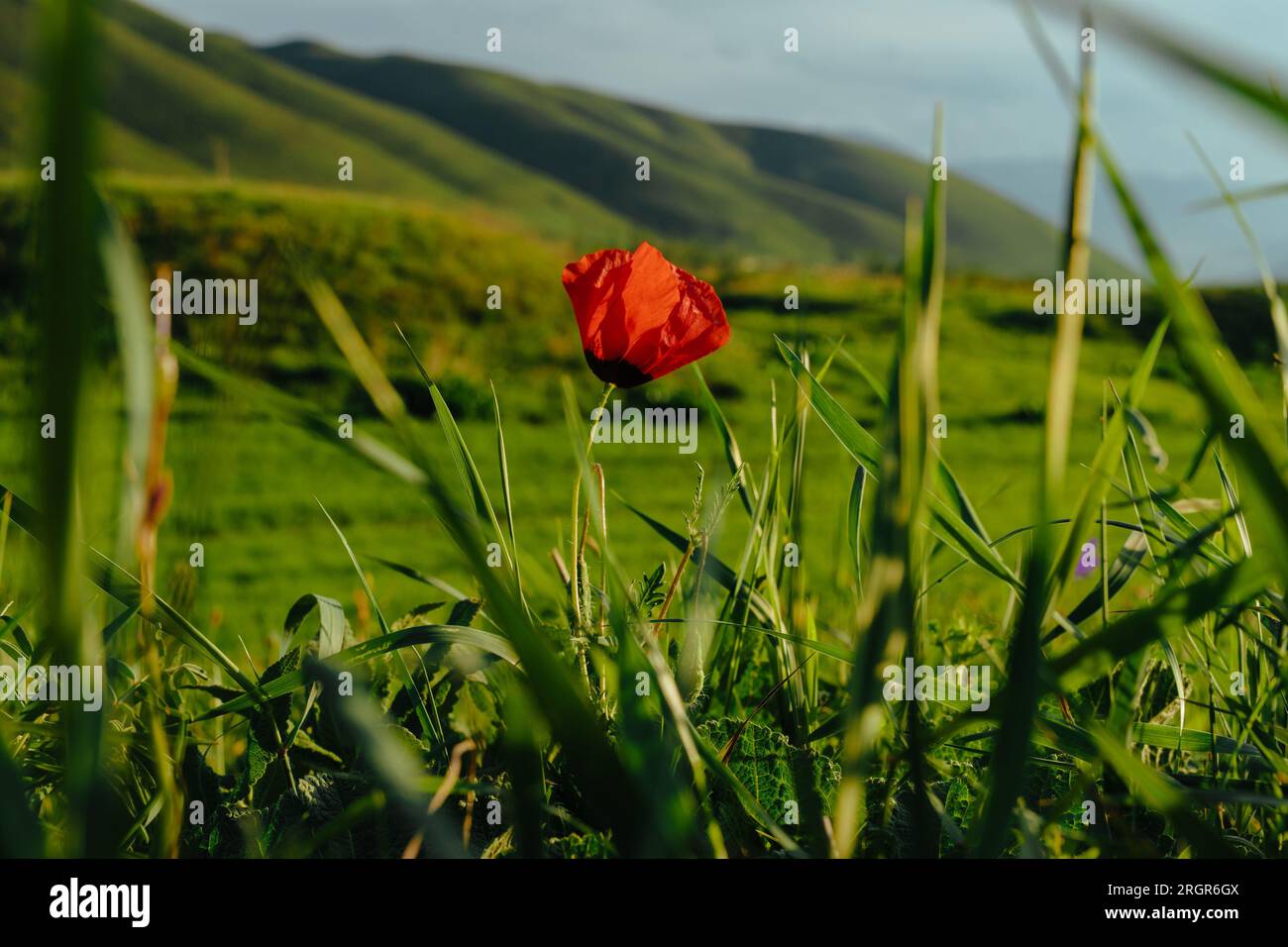 Rote Mohnblume auf Berghintergrund im Frühling Stockfoto